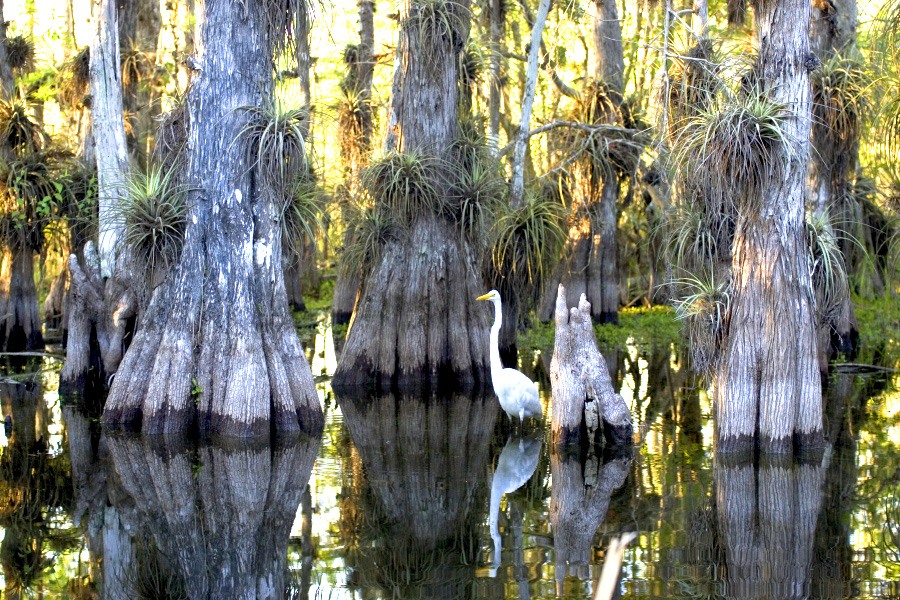 Everglades National Park Review by Mike Matern